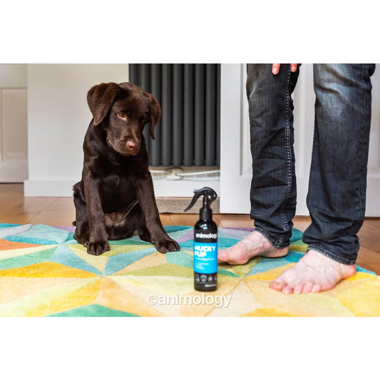 Animology - Mucky Pup No Rinse Puppy Shampoo 250ml
