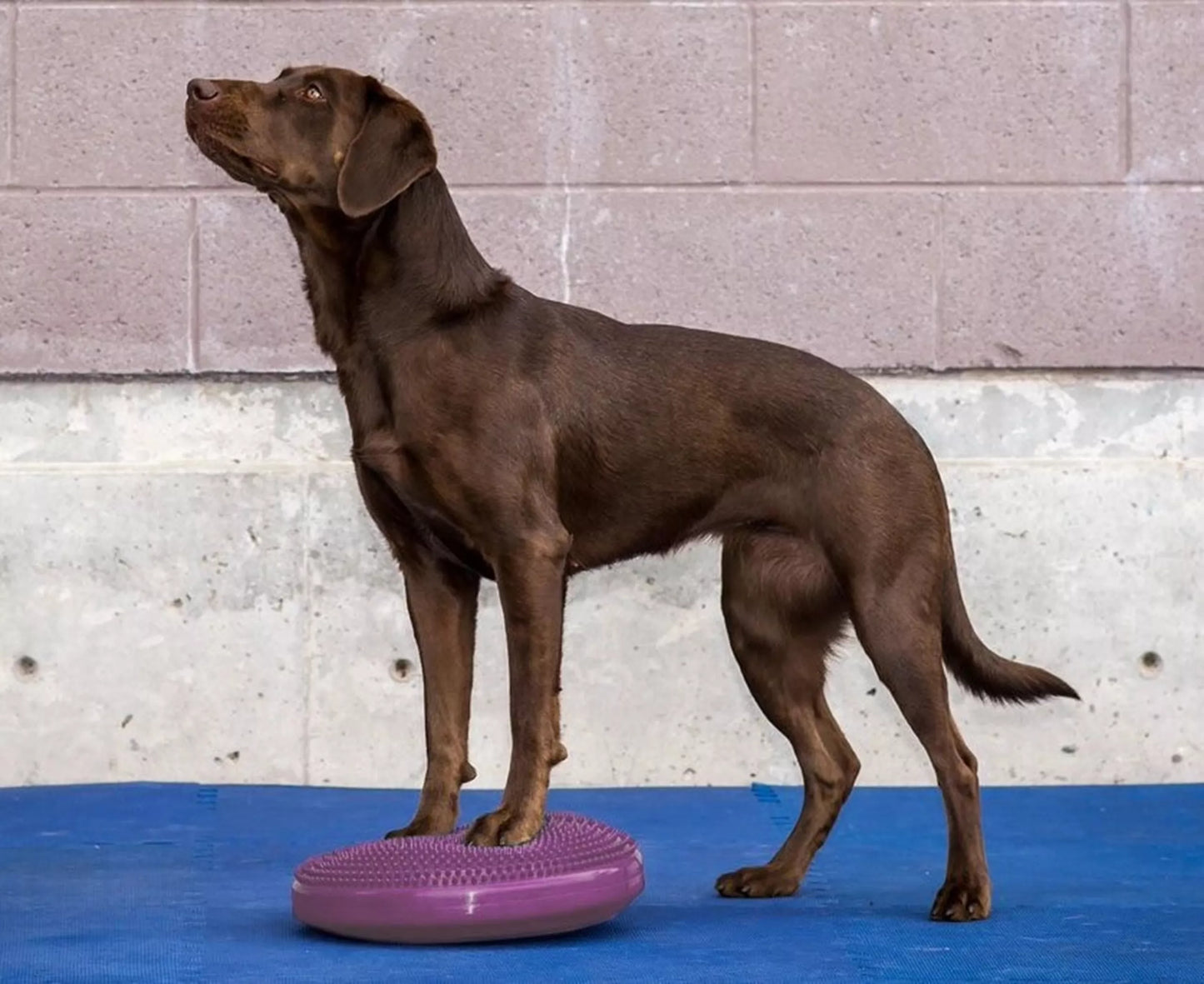 FitPAWS Balance Disc 36 cm - div. kleuren