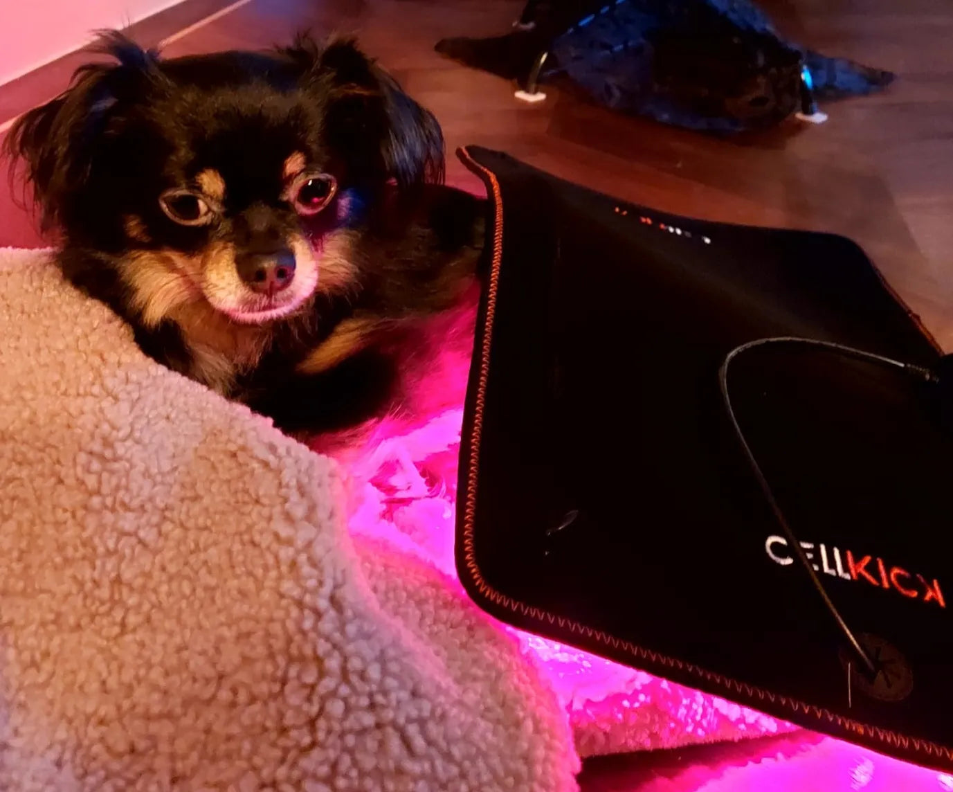 CellKick - Hondenpad