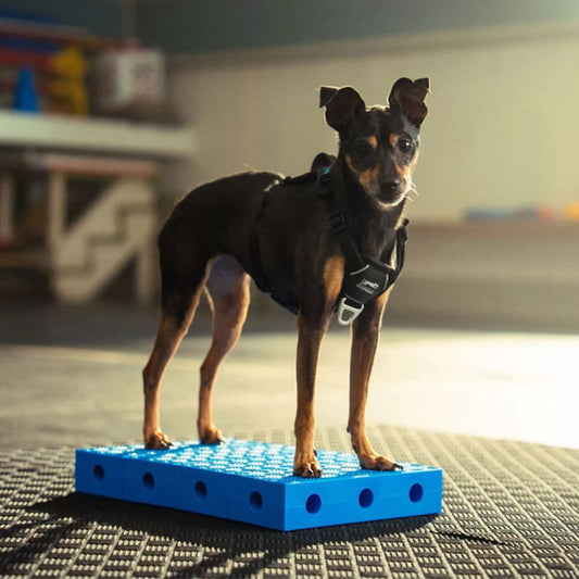 FitPAWS FitKinect - Upgrade Kit Rectangle