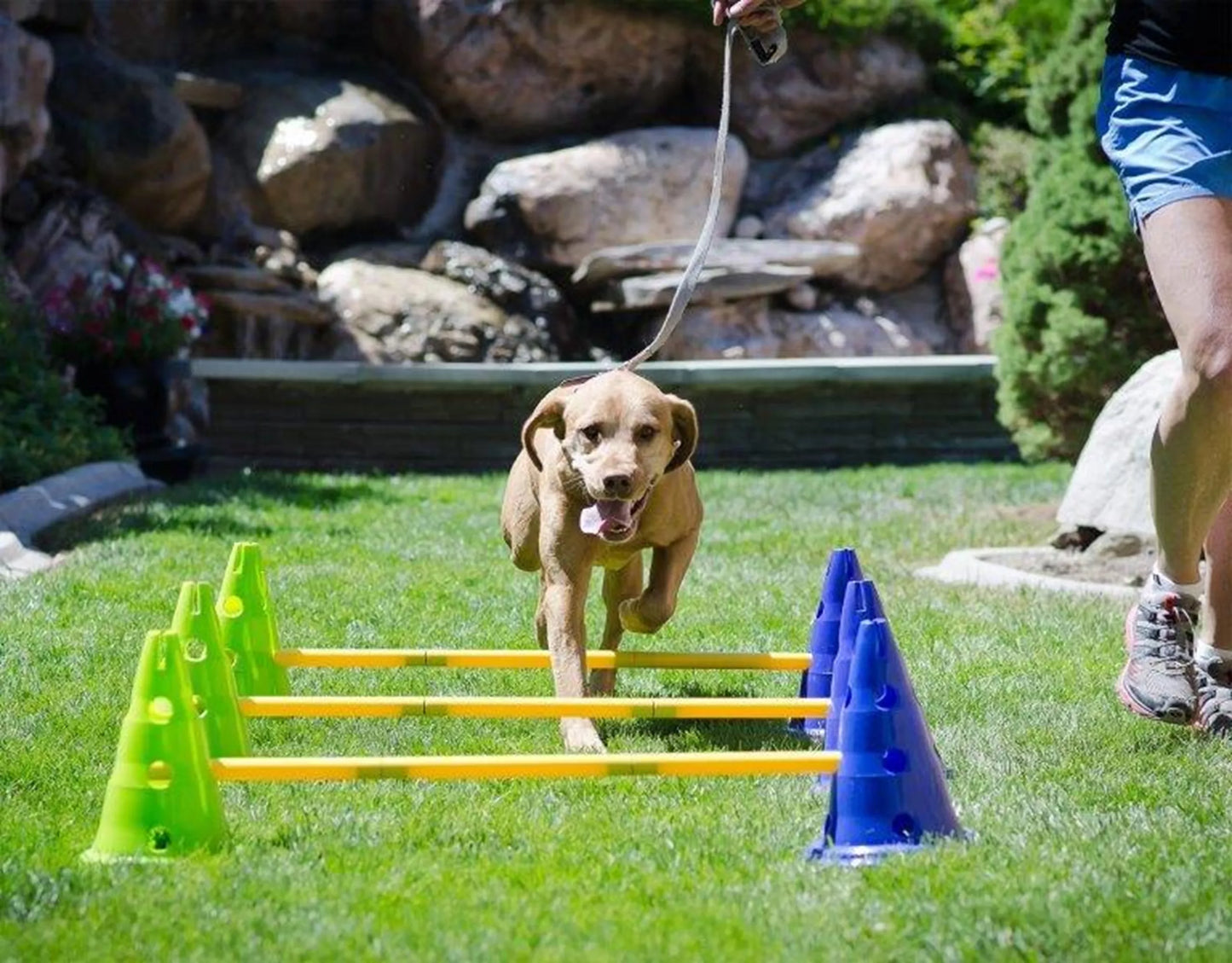 FitPAWS Canine Gym Kit