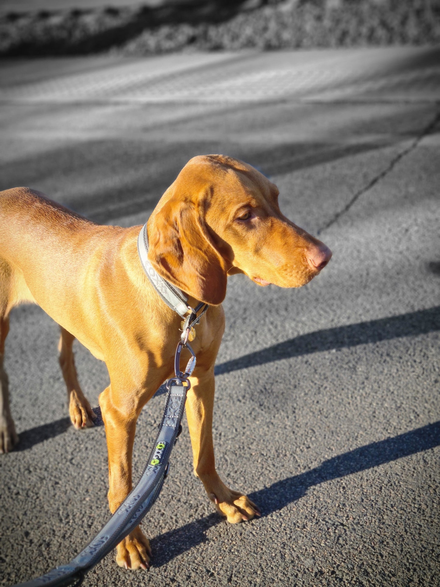 EQDOG® Pro Leash 2 - Verstelbare lijn