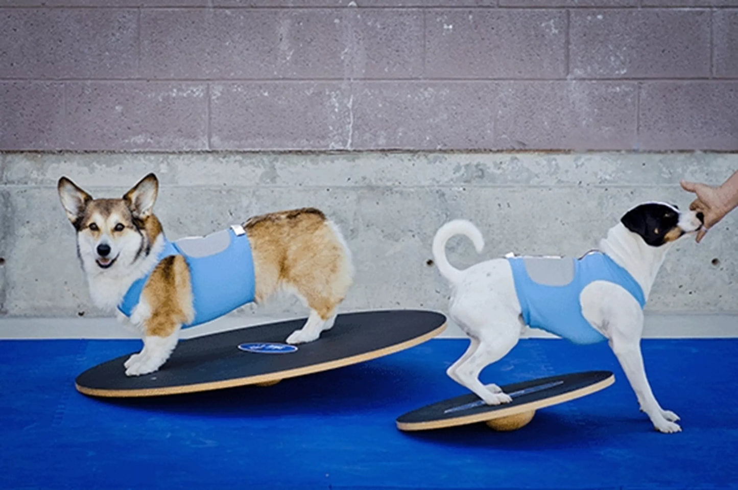 FitPAWS Wobble Board - 90 cm
