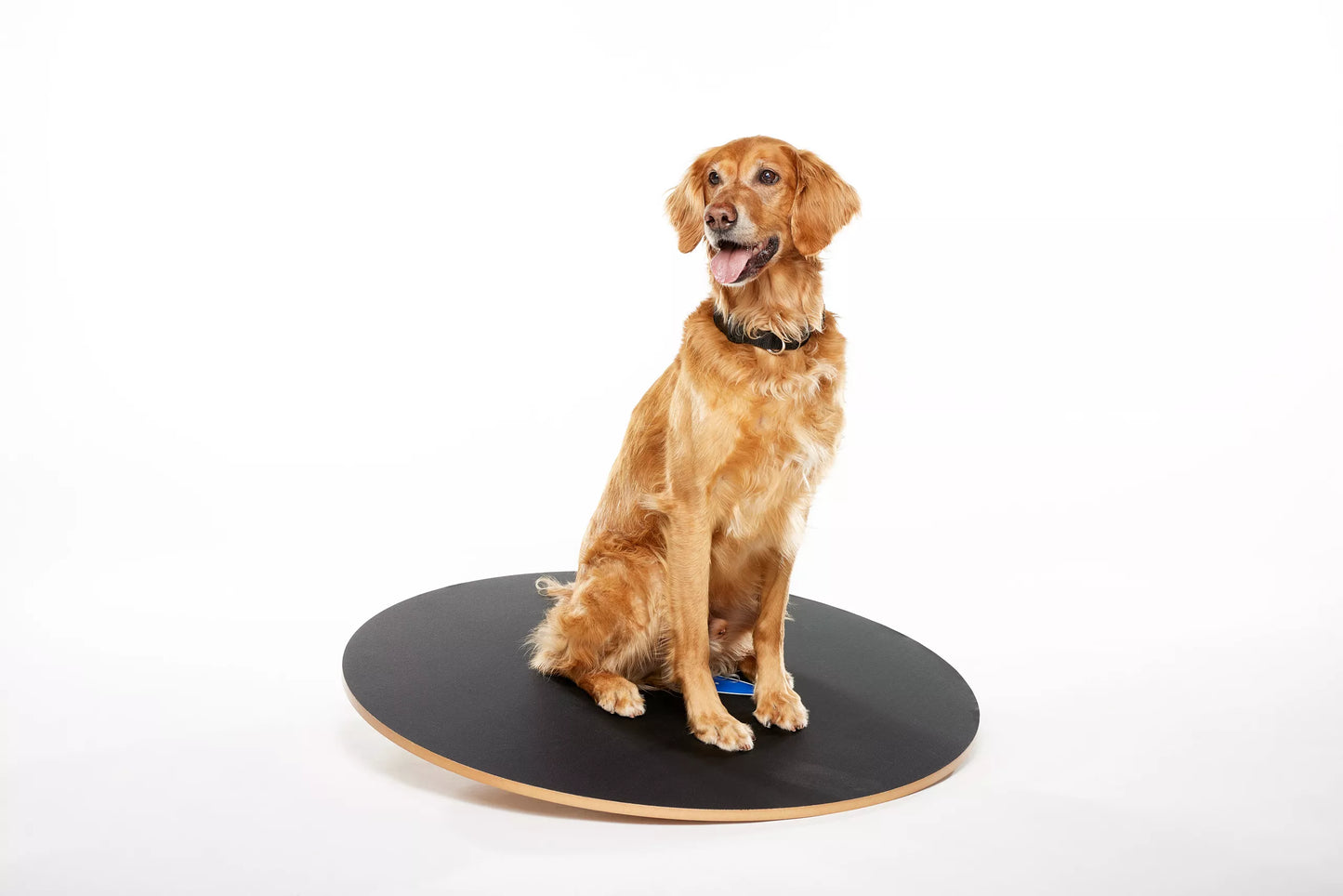 FitPAWS Wobble Board - 50 cm
