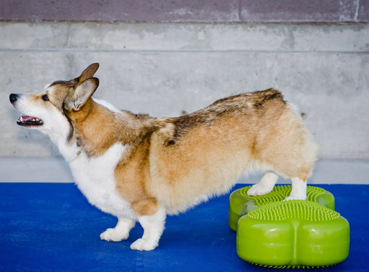 K9FITBone - 58 x 29 x 10 cm