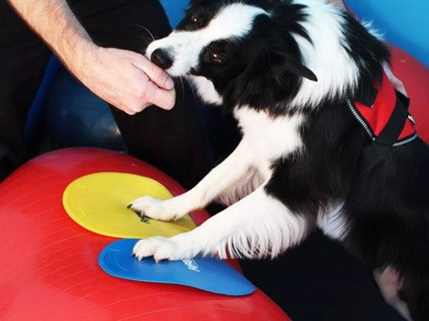 FitPAWS Targets - 4 stuks