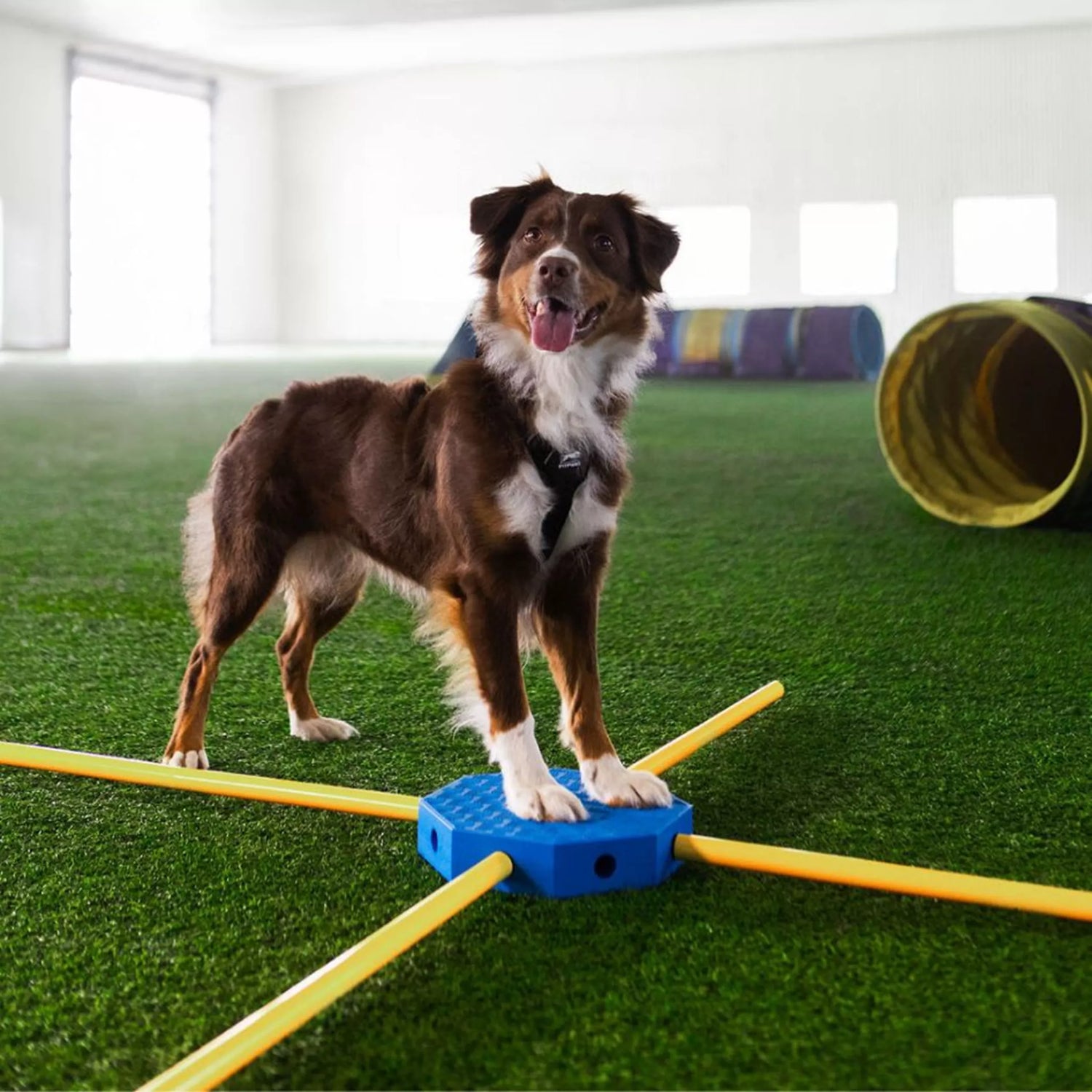 FitPAWS FitKinect Systeem