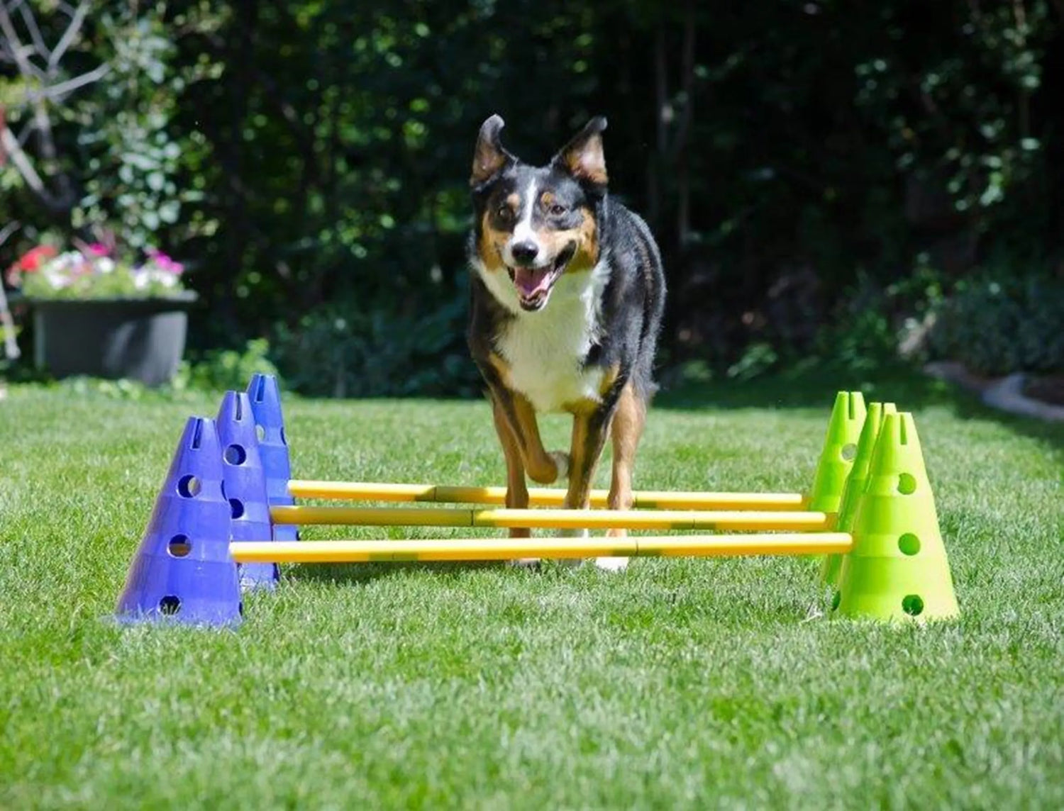 FitPAWS Targets & Cavaletti's