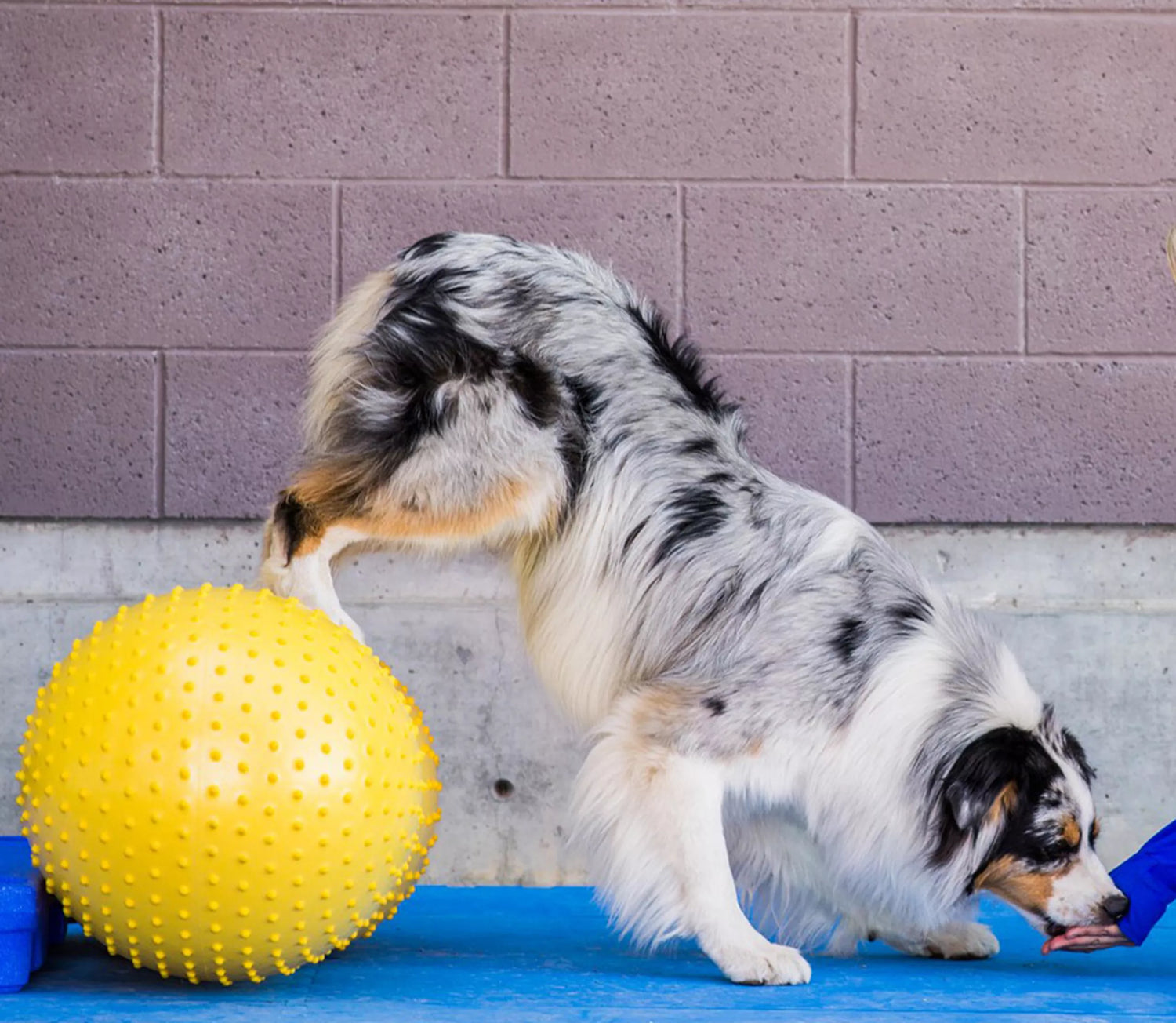 FitPAWS Balans & Coördinatie