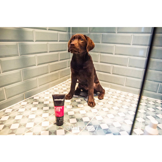 Animology - Puppy Love Puppy Shampoo 250ml
