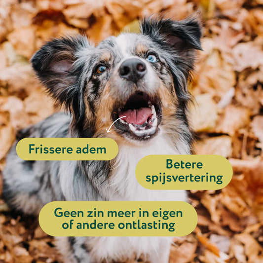 DS Anti Poep Eten | Stop ongewenst poep eten | 100% natuurlijk | 60 snoepjes