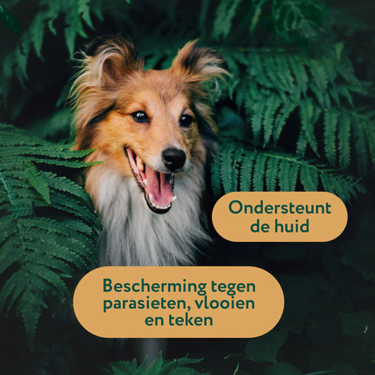 DS Anti-Parasiet, Vlooi en Teken | Bescherm je hond tegen parasieten | 100 ml