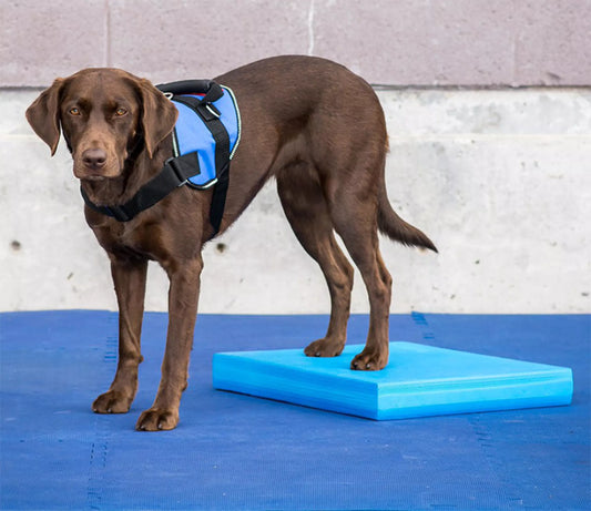 FitPAWS Balance Pad Blue