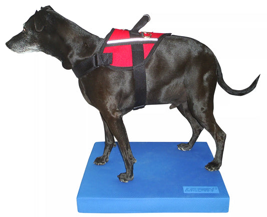 FitPAWS Balance Pad Blue