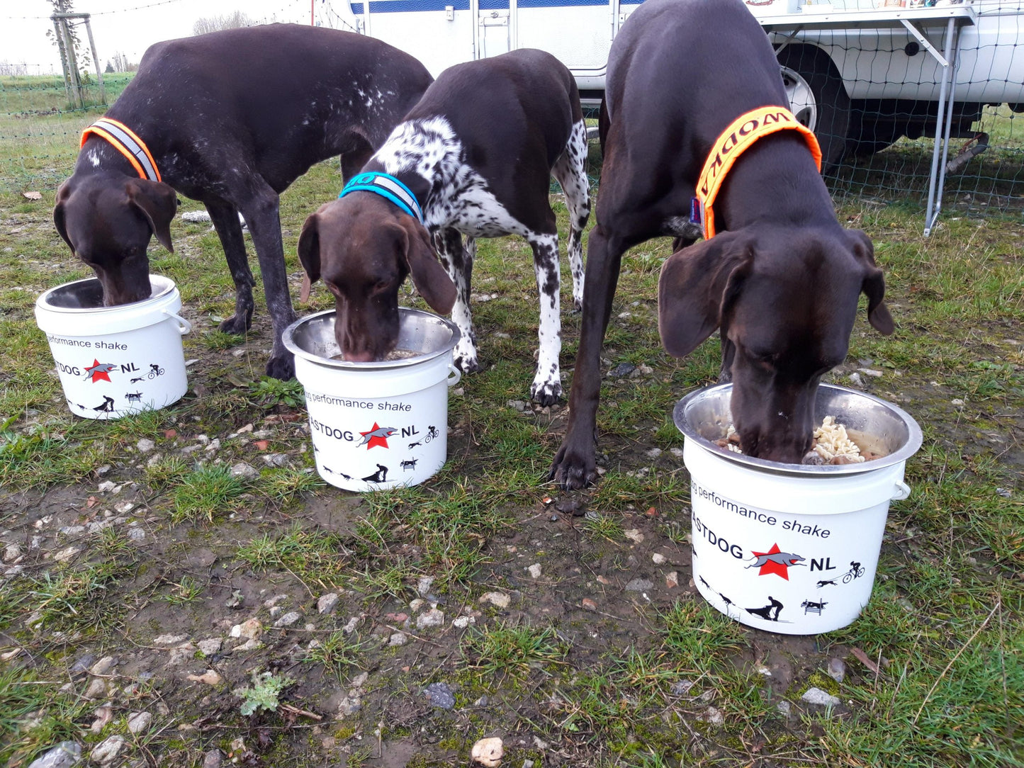 Fastdog Hydration Power - diverse varianten