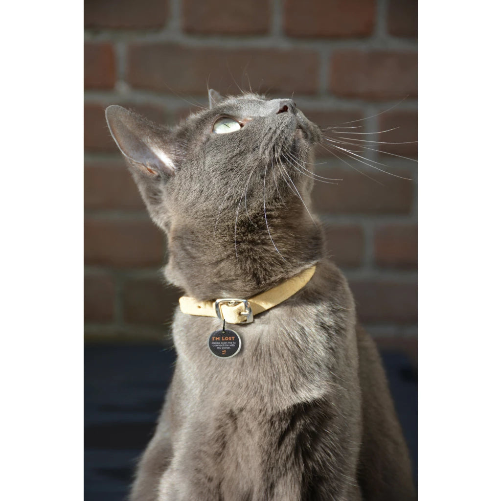 Spotted! Pro tag - Hond en kat