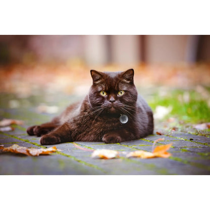 Spotted! Pro tag - Hond en kat