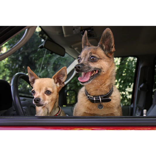 Spotted! Pro tag - Hond en kat