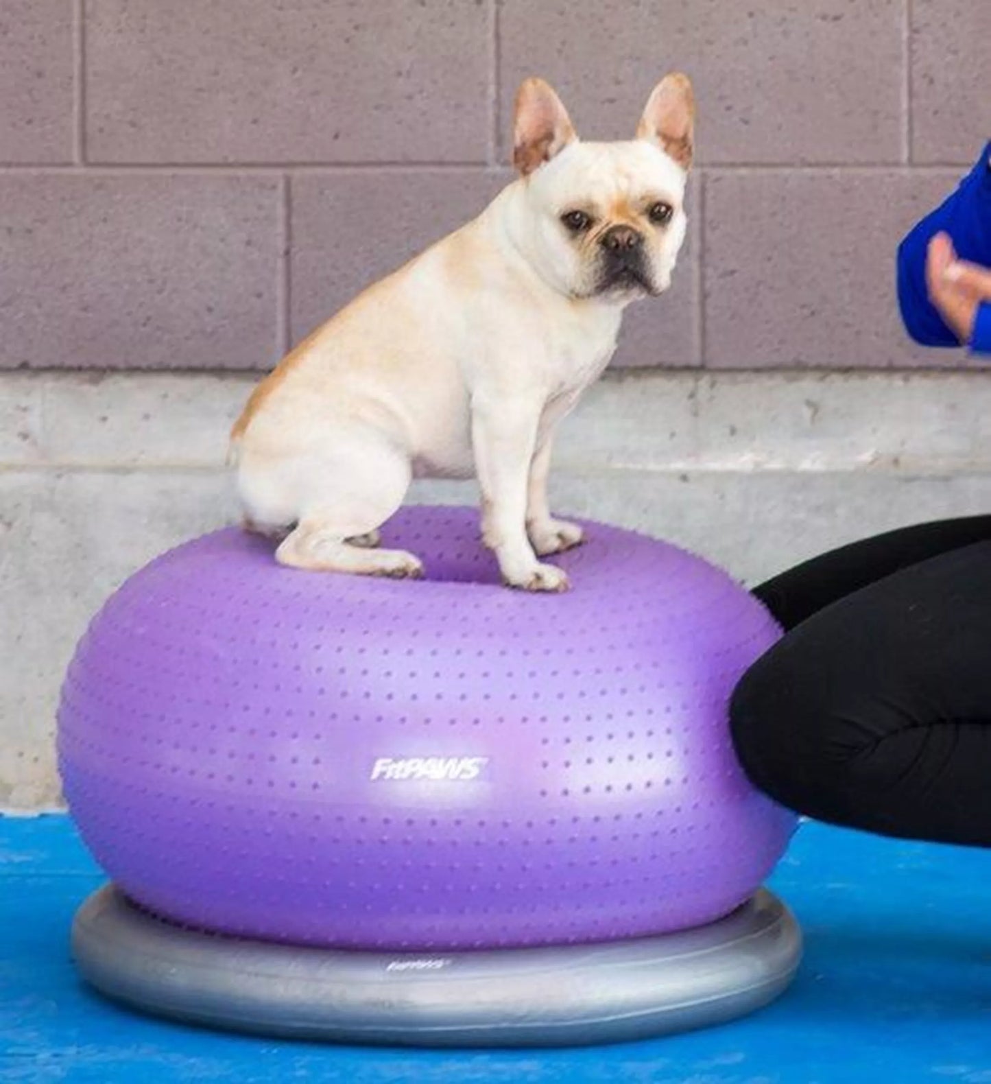 FitPAWS Trax Donut - 55cm