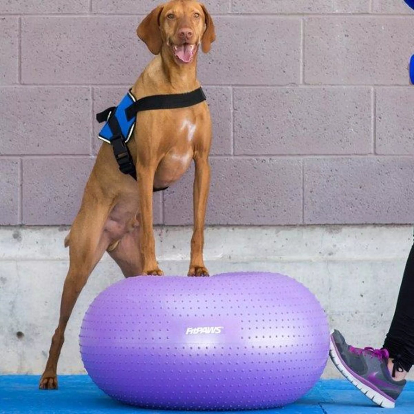 FitPAWS Trax Donut - 55cm