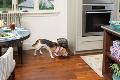 PetSafe - Healthy Pet Simply Feed Pet Feeder